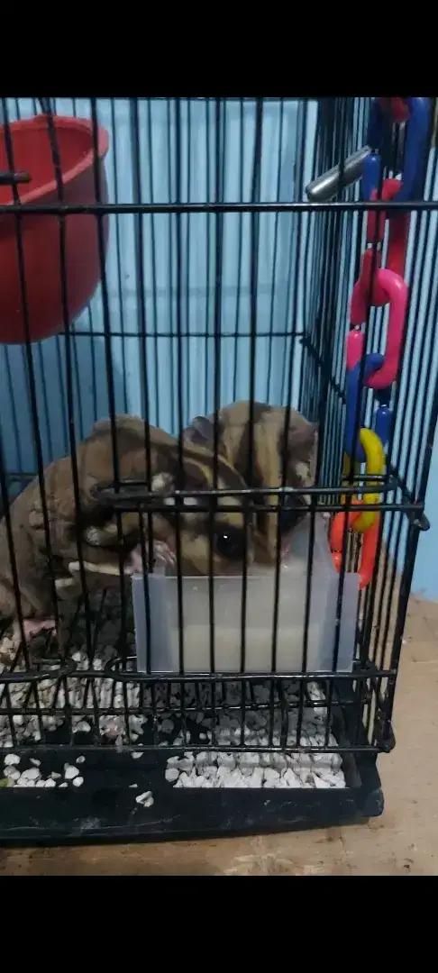 Sugar Glider Classic Grey sepasang