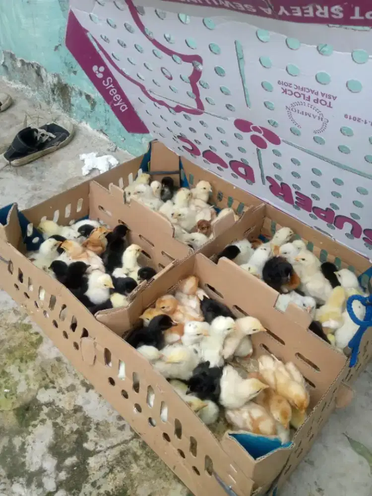 Doc Ayam JOPER Perbox