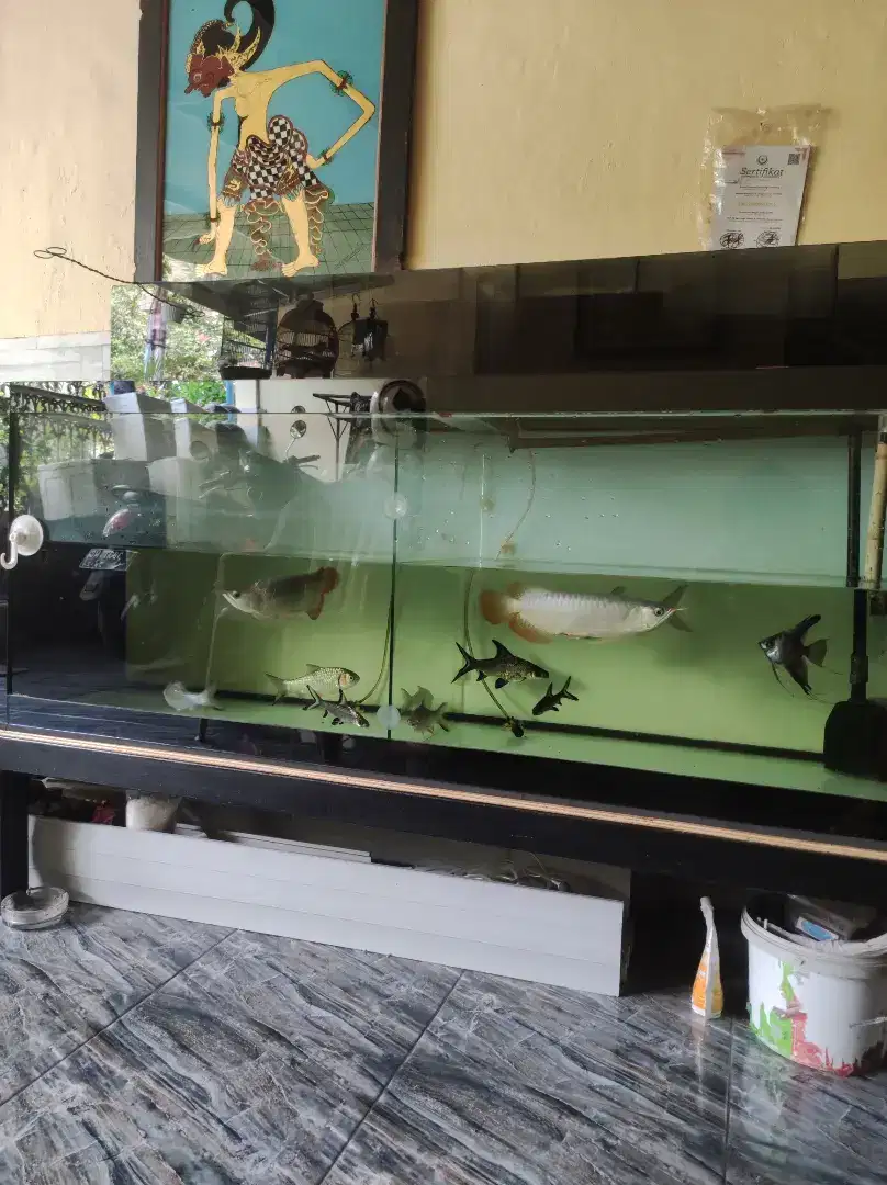 Dijual aquarium 150×50×55 + 2 ikan arwana Super Red