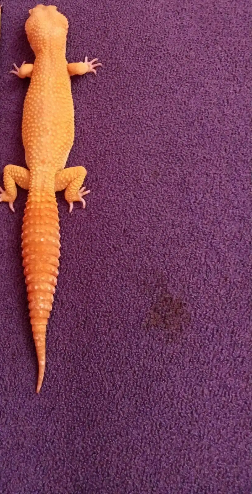 Dicari Tokek dijual, dicari gecko dijual, tokek batu, tokek albino