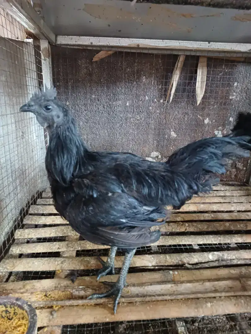 Ayam Cemani Asli Lidah Abu-Abu