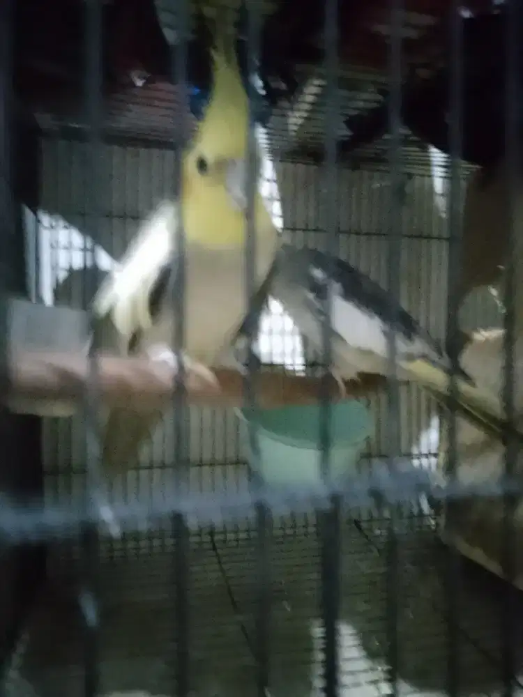 Falak australi sepasang