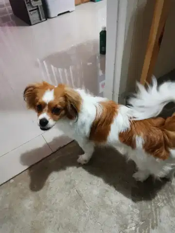 Papillon best sale dog olx