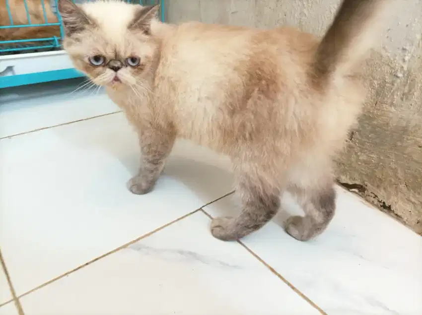 Kucing Peaknose Exotic