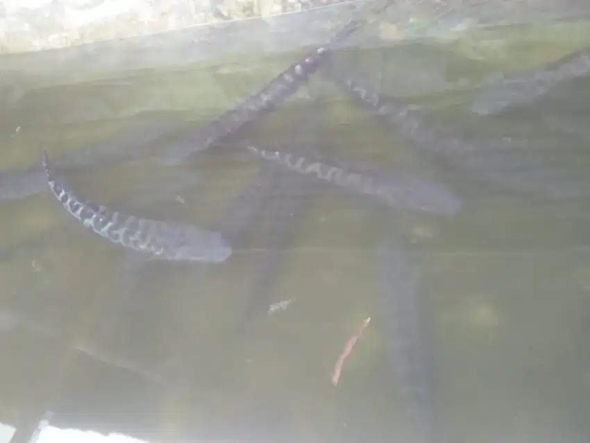 Di jual ikan Toman ukuran 50 up