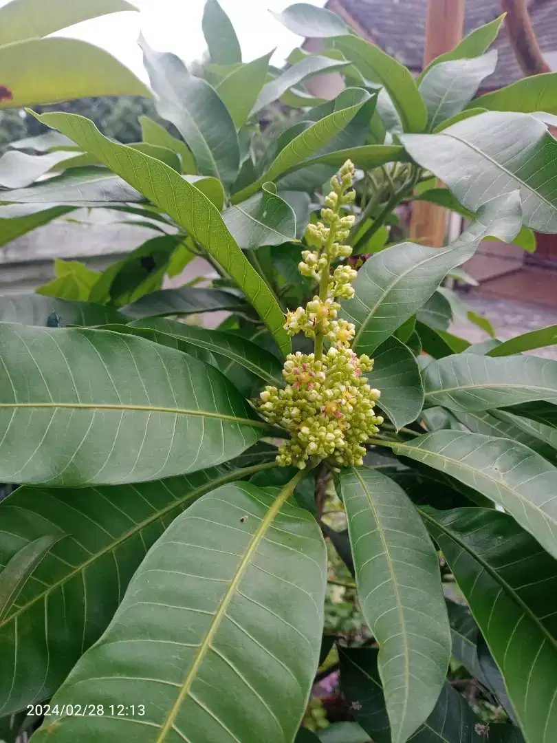 Pohon Mangga Madu Lalijiwo, berBunga Tinggi 2m an Subur dan Rimbun