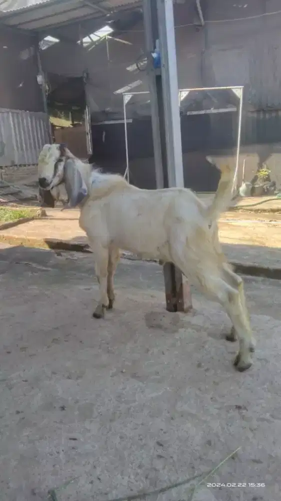 Aqiqah Qurban terbaik berkwalitas 2025