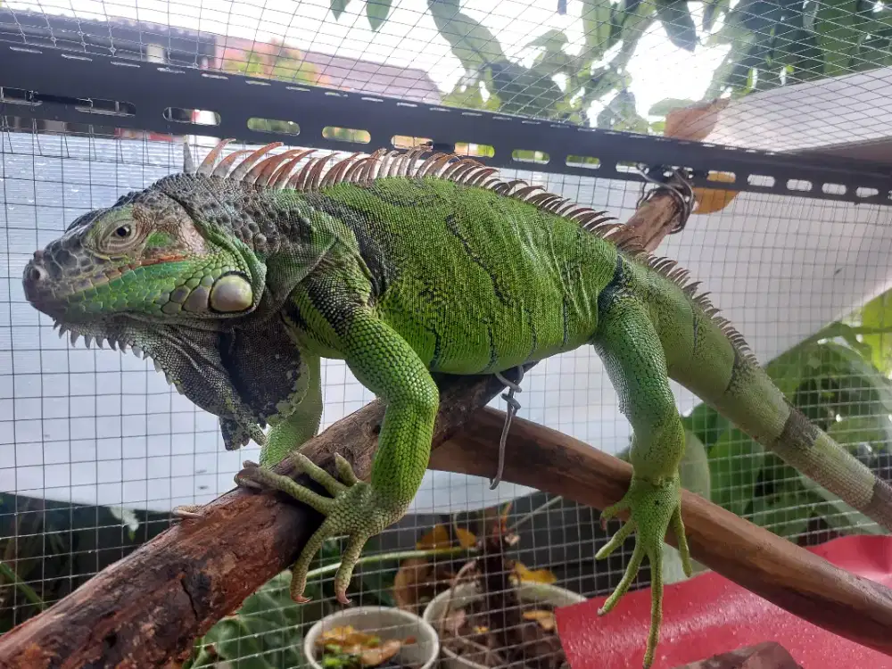 Iguana Green juve