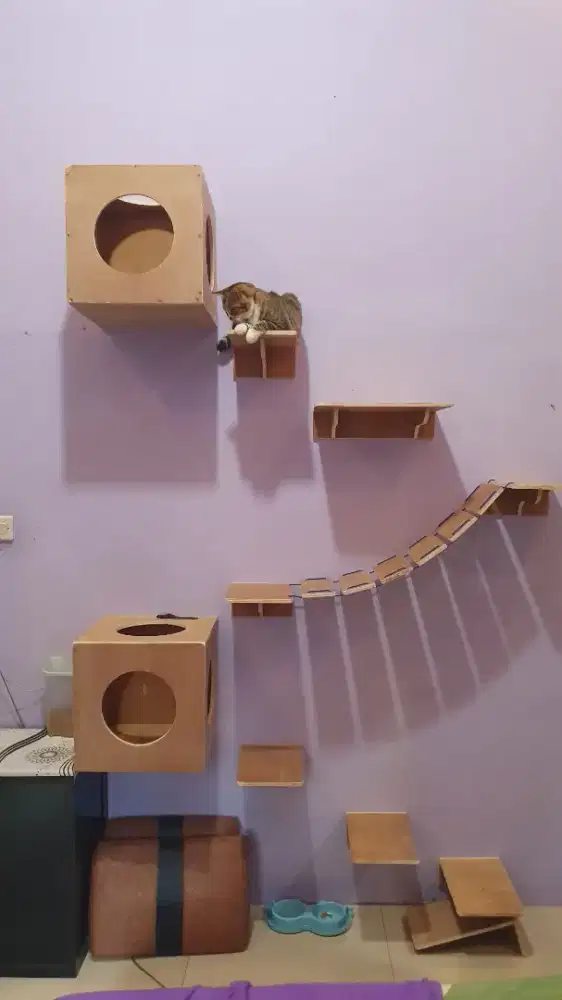 rumah kucing anti kebosanan