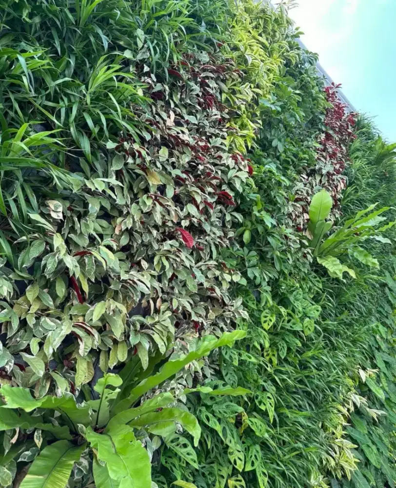 Taman dingding  , vertikal garden dan vertikal sintetis