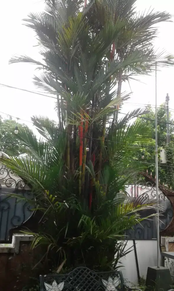 Pohon palem merah siap tanam nego cod rungkut gpl ganku