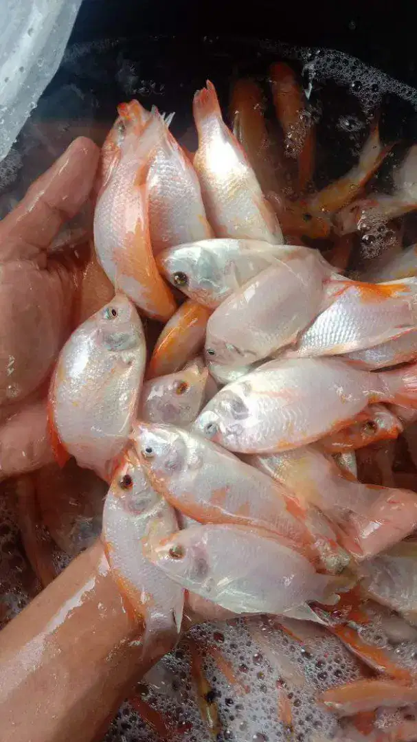 Jual bibit ikan nila merah bangkok