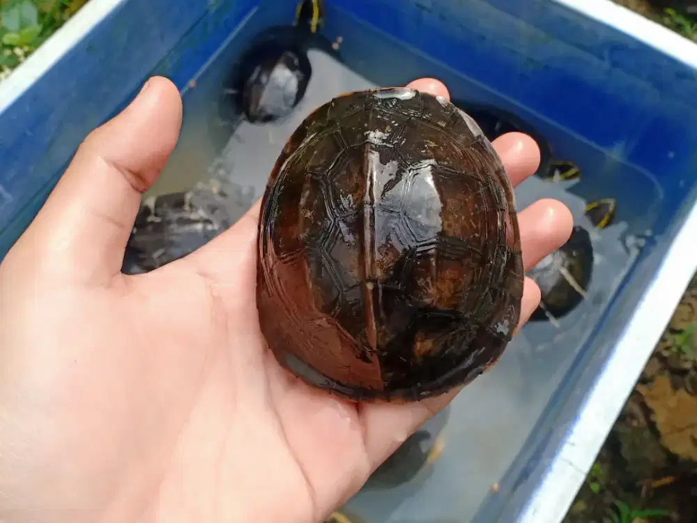 Kura kura ambon batok murah