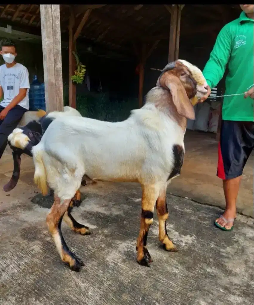 Kambing dan Domba Kurban, Akikah, dan Pelihara / Kambing dan Domba