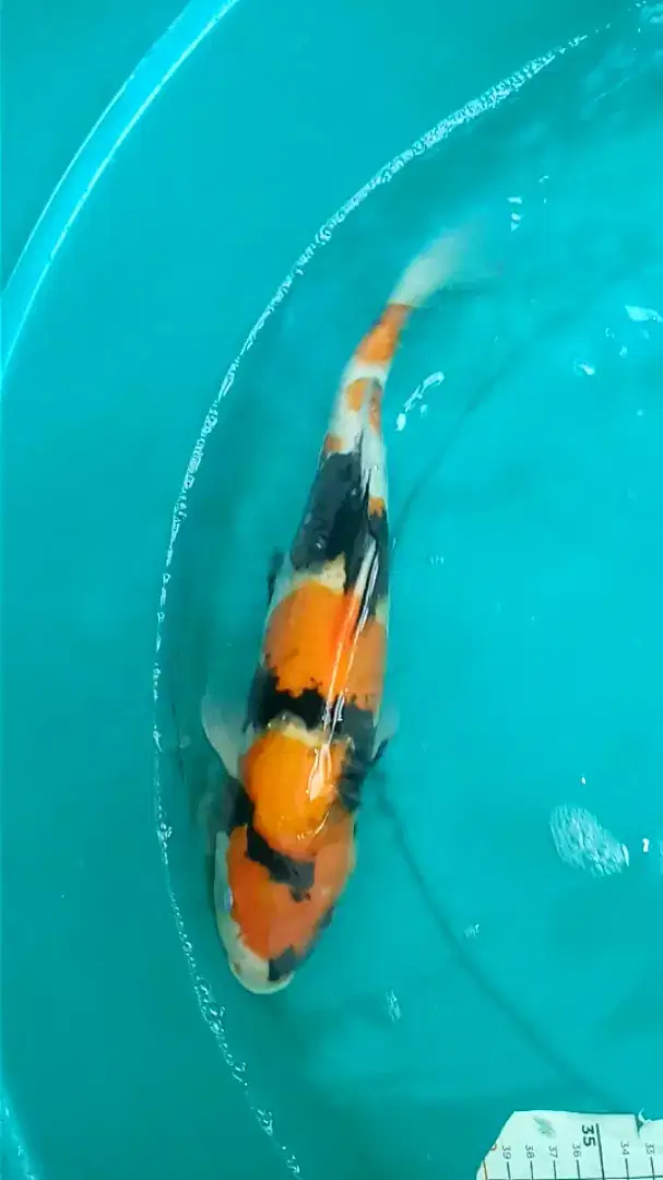 Ikan koi Showa pola 40cm