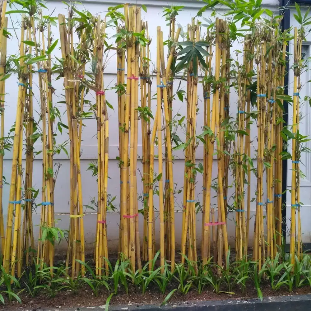 Bambu kuning panda/Bali (phyllostachys vivax aureocaulis)