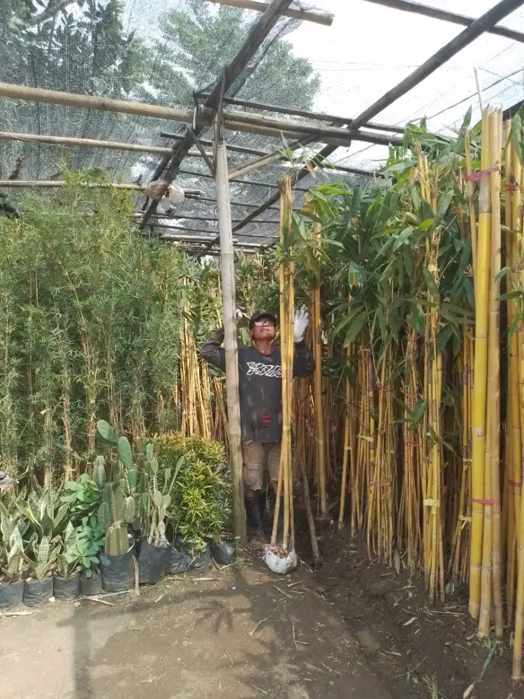 Bambu kuning panda/Bali (phyllostachys vivax aureocaulis)