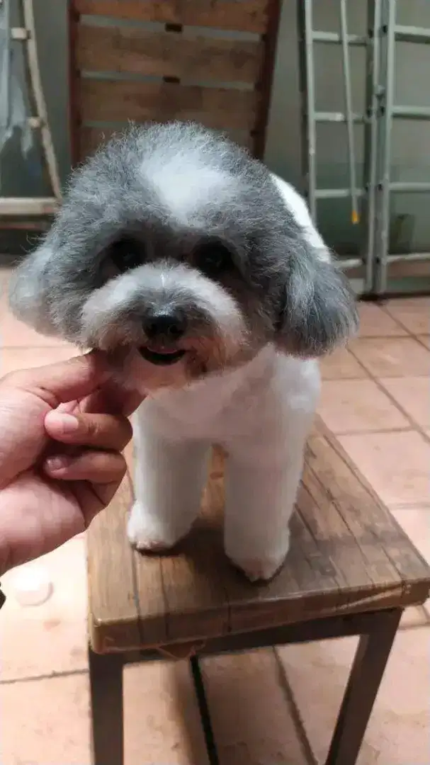 Juragan grooming dog dan cat panggilan jakarta