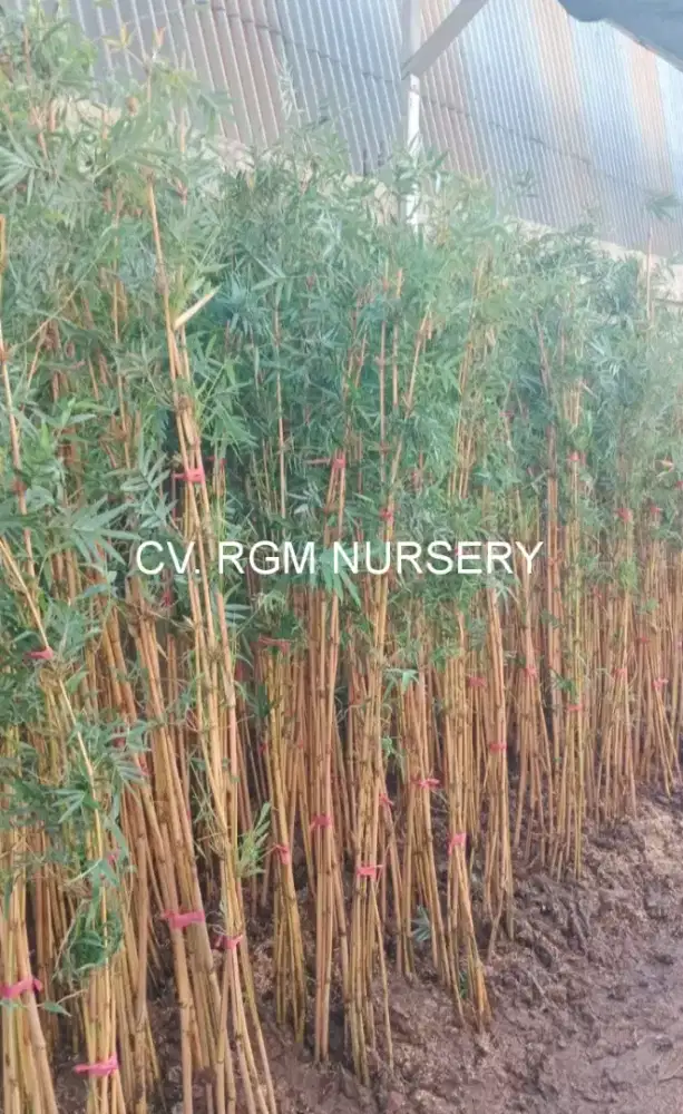 Bambu klisik kuning/bambu krisik kuning (Alphonse karr bamboo hedge)