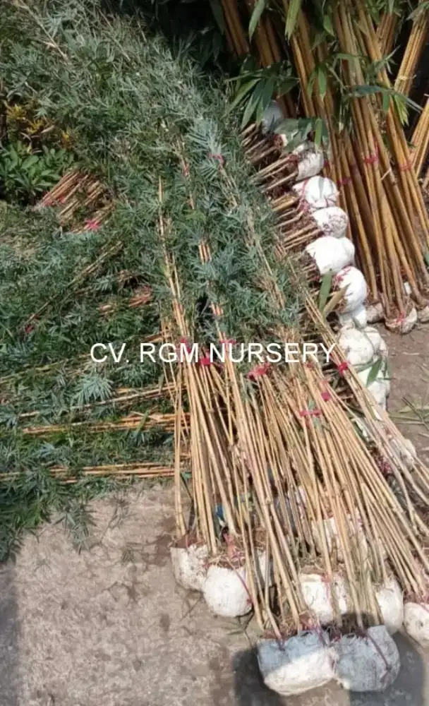 Bambu klisik kuning/bambu krisik kuning (Alphonse karr bamboo hedge)