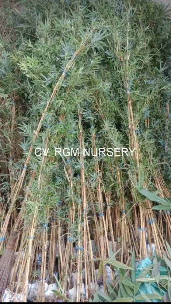 Bambu klisik kuning/bambu krisik kuning (Alphonse karr bamboo hedge)