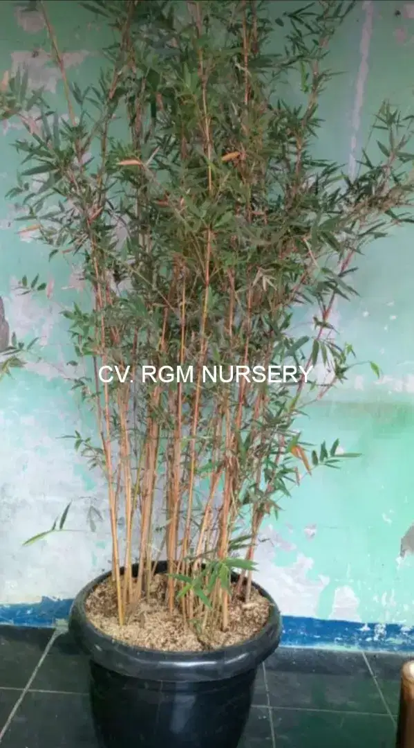 Bambu klisik kuning/bambu krisik kuning (Alphonse karr bamboo hedge)