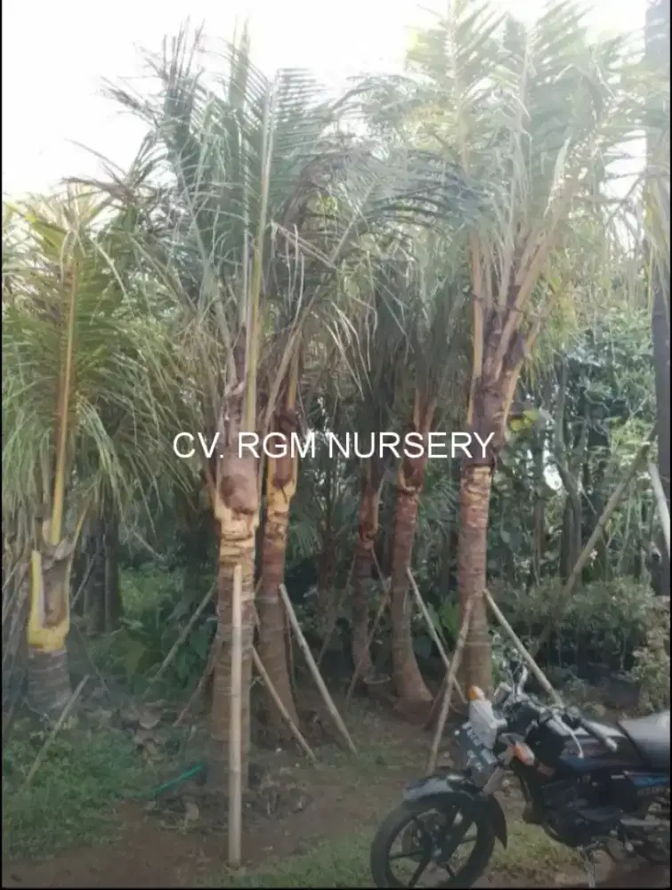 Pohon kelapa kuning/pohon kelapa hijau