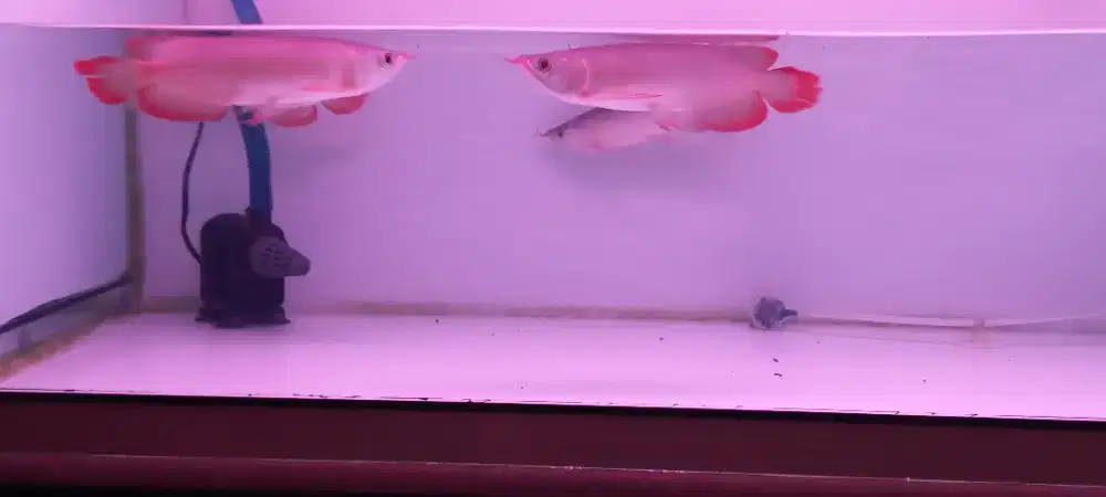 Arwana super red 25-26c