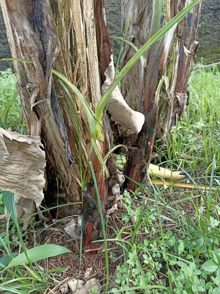 jual bibit pisang ambon cavendish