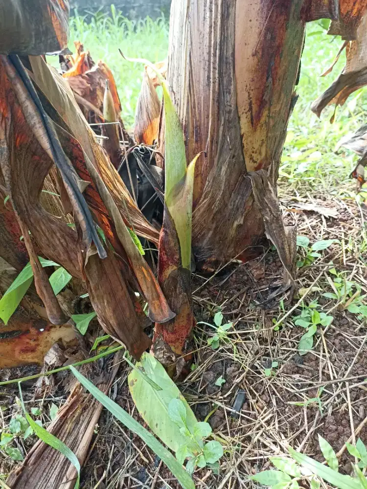 jual bibit pisang tanduk