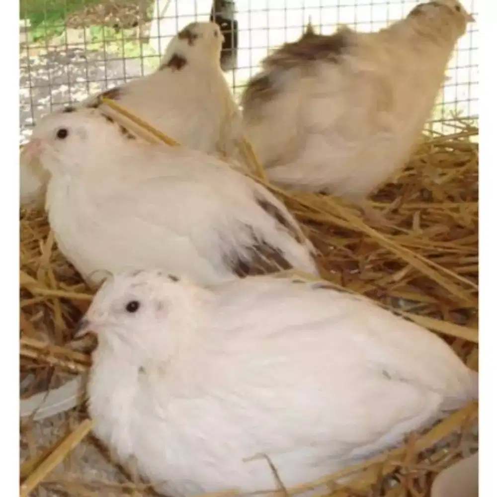 Puyuh albino burung gemak albino