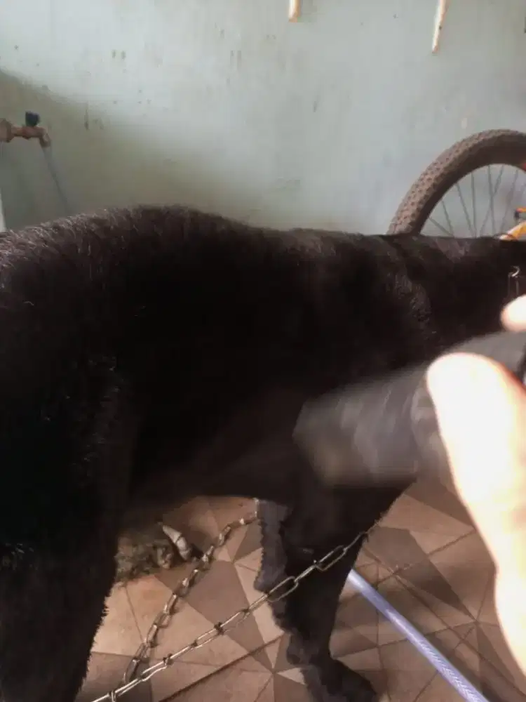 Dog dan cat grooming panggilan