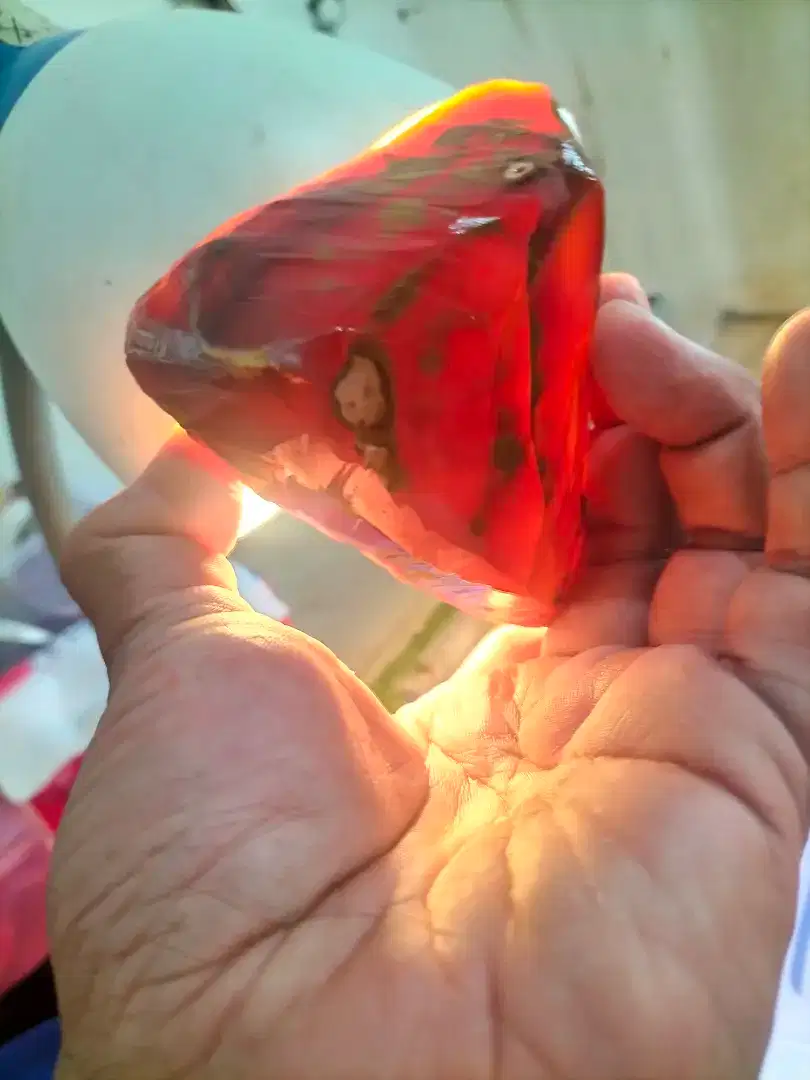 Red arwana, sisasisa perjaungan,