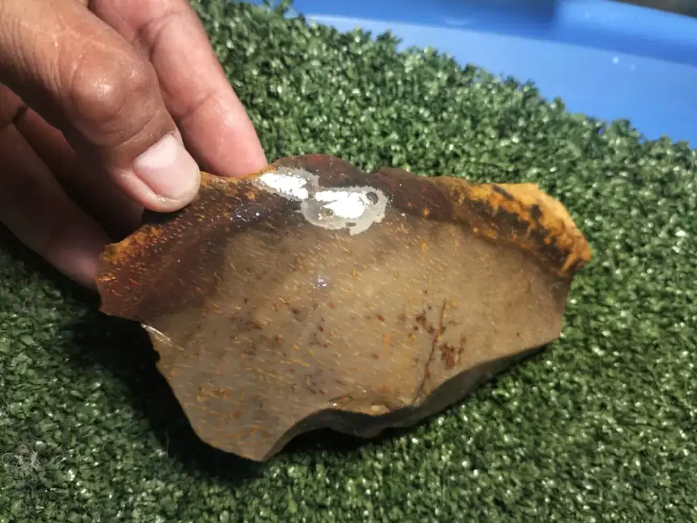 Yg minat fosil tunggal sisa perjuangan