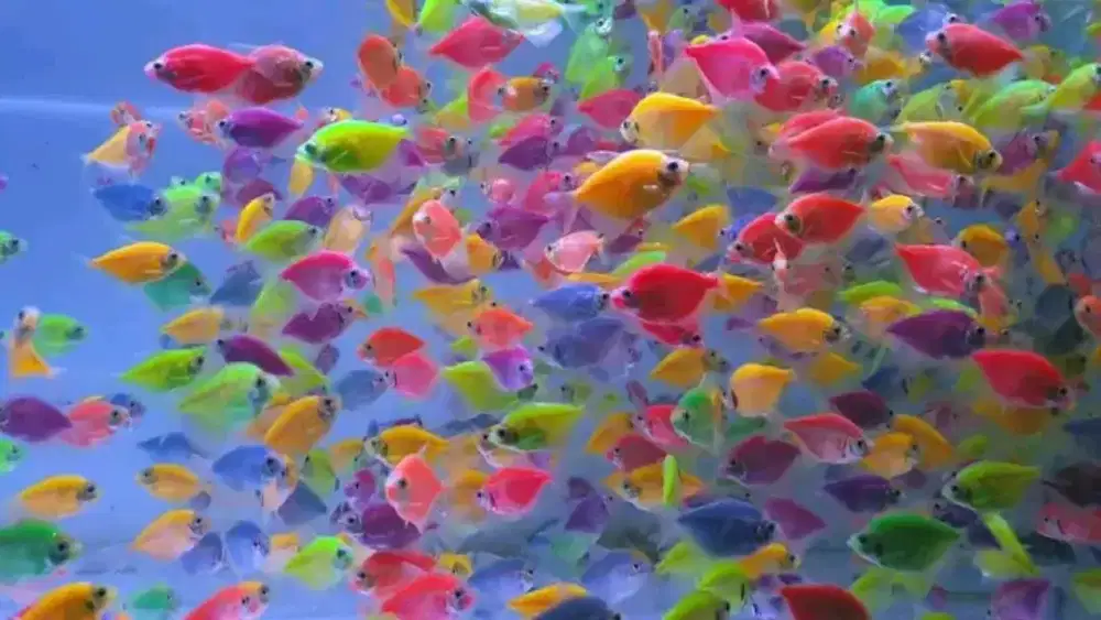 Ikan glowfish paket 100 ekor