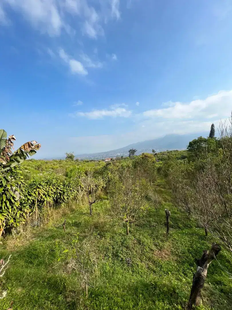 Tanah Kebun Murah Dan Luas Kota Batu Tanah