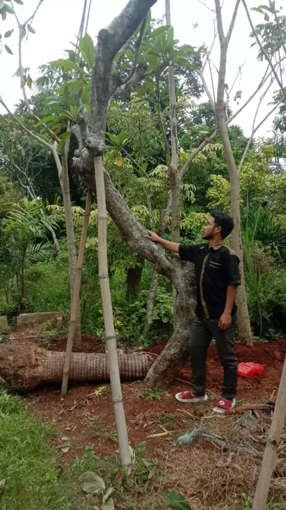 Pohon Kamboja fosil berkarakter