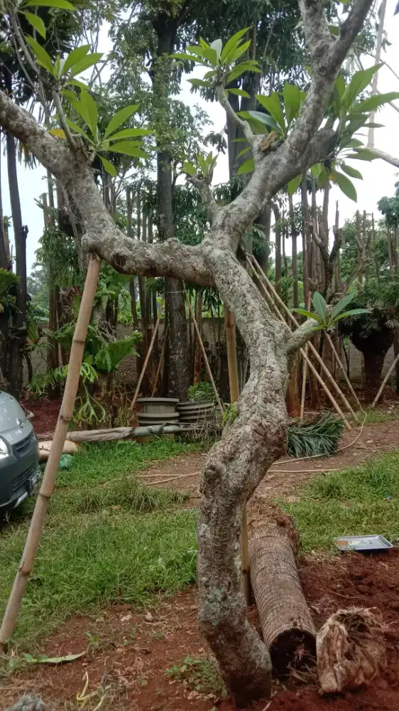 Kamboja fosil tinggi 3 meter