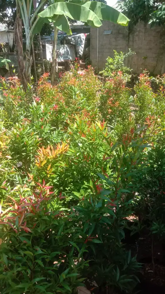 Pohon pucuk merah tinggi 1 meter tersedia berbagai ukuran