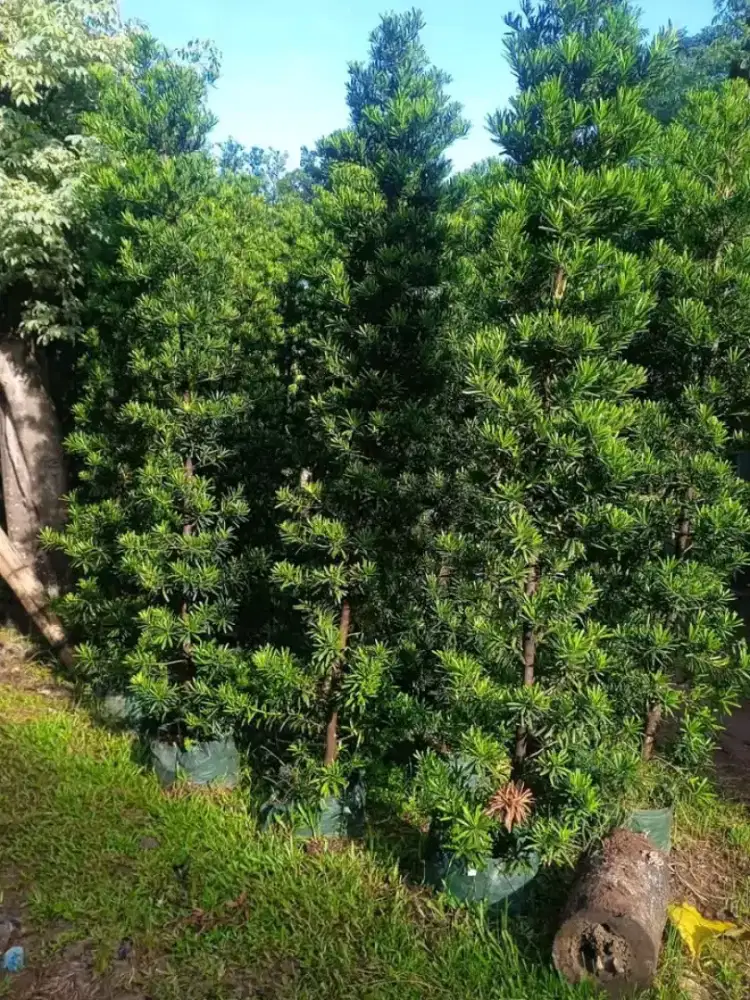 Lohansung Taiwan tinggi 2 meter daun rimbun