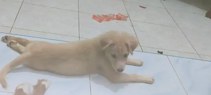 Anak anjing mix Labrador.