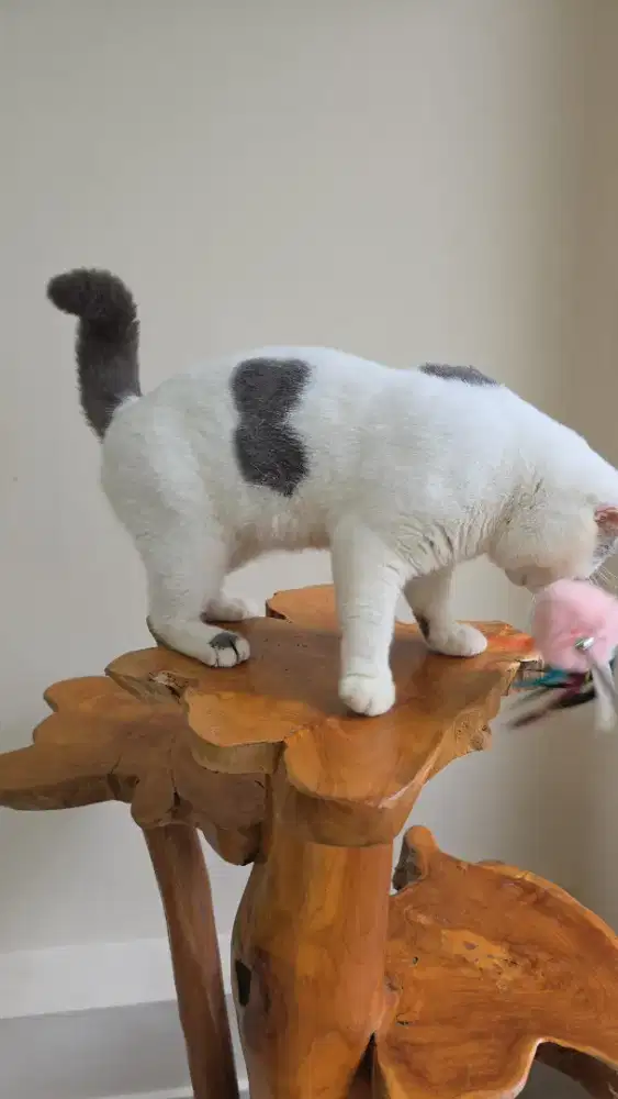 Bsh bicolour bsh blue