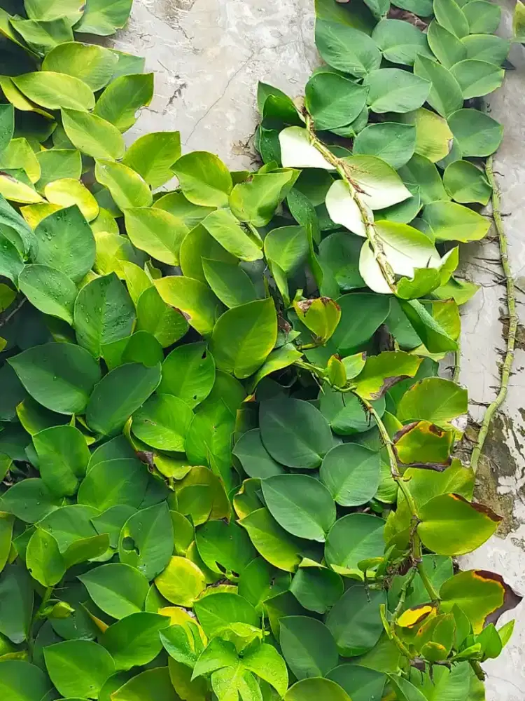 Tanaman Rambat Dinding Dolar Daun Gede