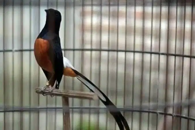 Burung Murai Batu