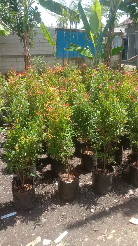 Pucuk merah ukuran 1 meter standar