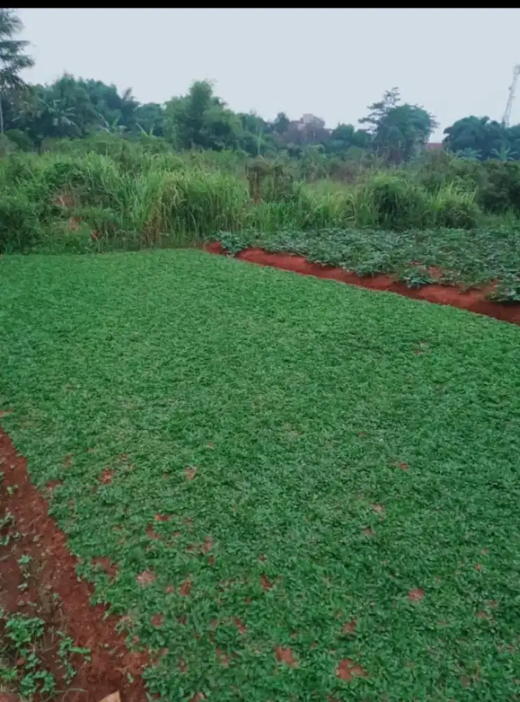 Jual rumput gajah mini