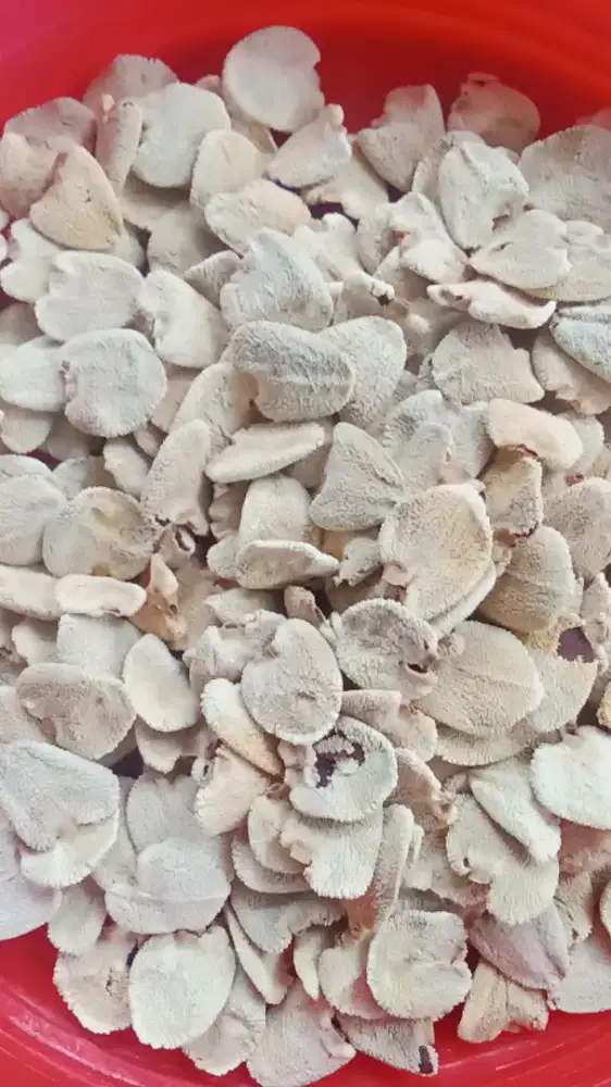 Biji kering buah daruju/jeruju