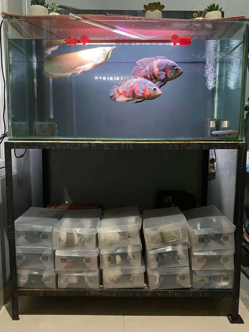 Arwana Silver Red + Aquarium set