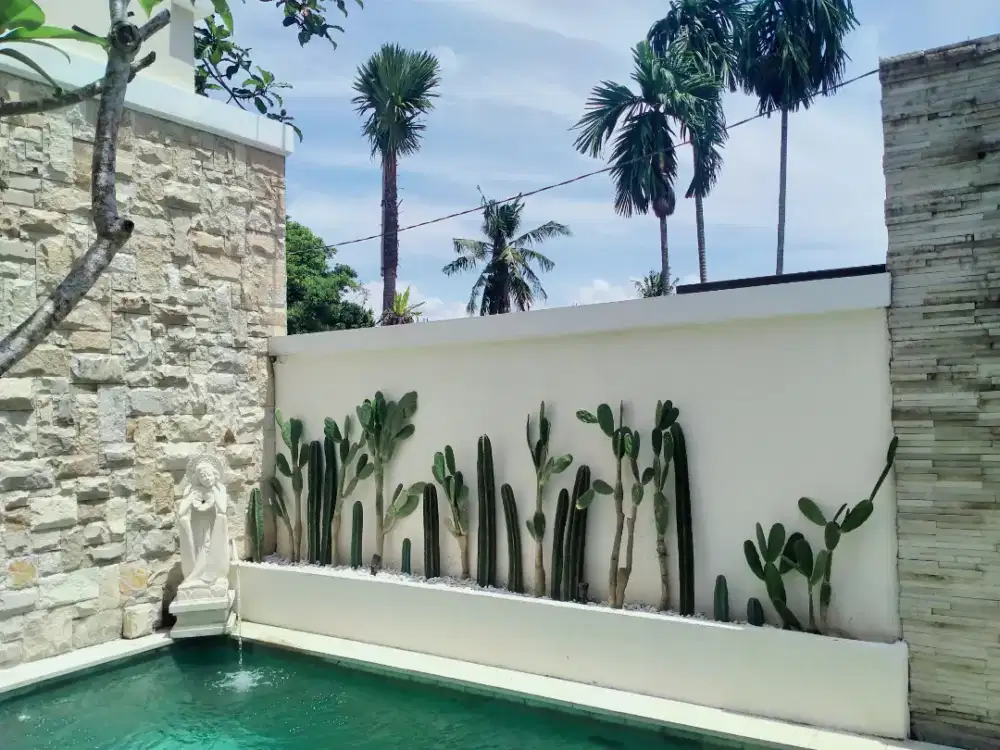 Taman Kaktus,taman Minimalis,minimalis garden,cactus hias,kaktus koboy