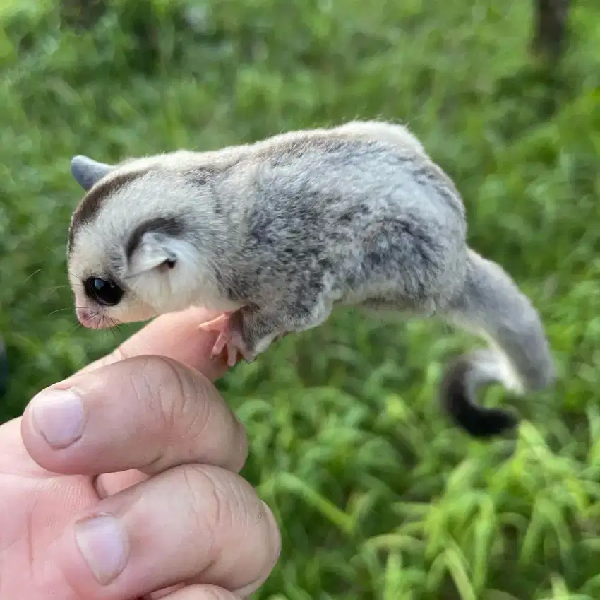 Sugar glider white face